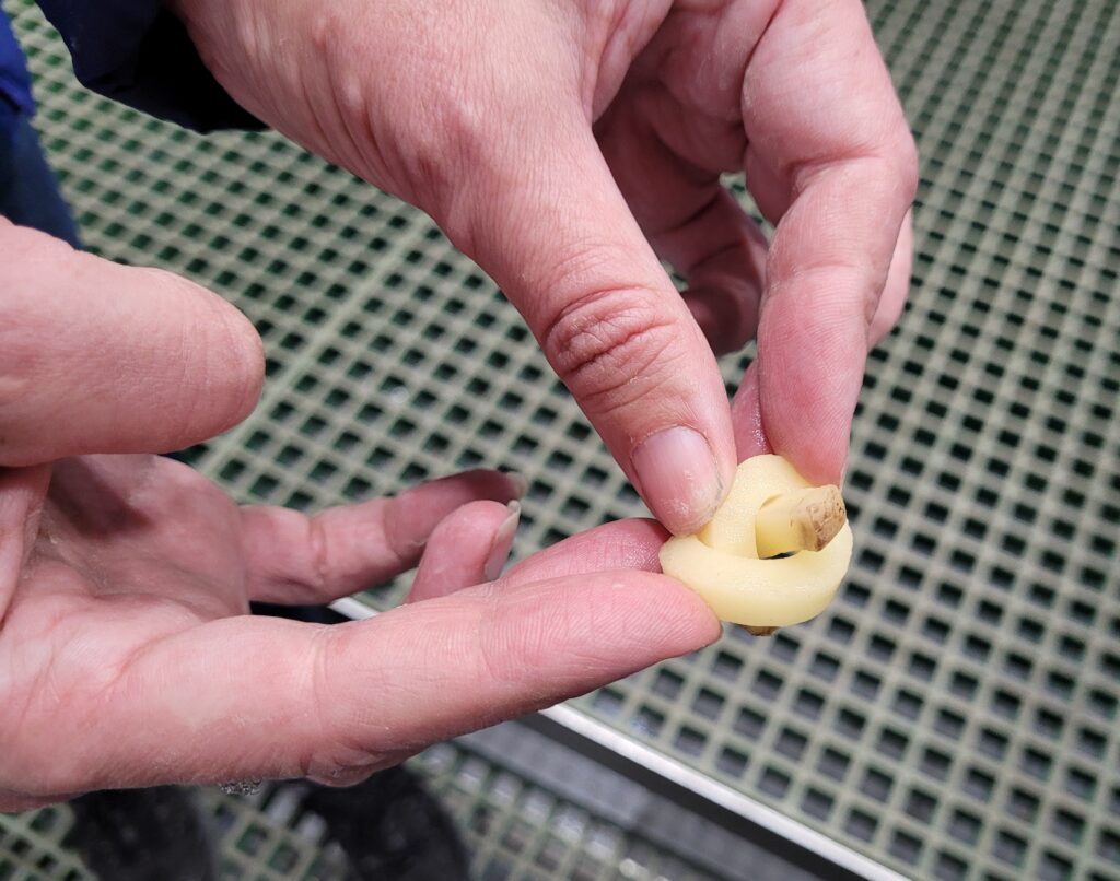 French fries treated with PEF technology